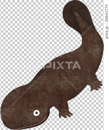 オオサンショウウオのイラスト 88641775