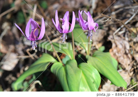 カタクリの花 カタクリの花 88641799