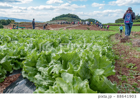 九州オルレ南島原コース 88641903