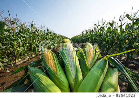 とうきび畑で新鮮朝どれとうきび 88641923