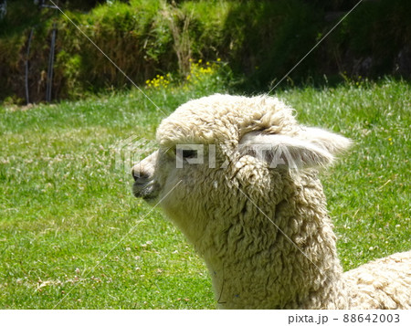 【ペルー】草原に座っている一匹の白いアルパカの横顔 【ペルー】草原に座っている一匹の白いアルパカの横顔 88642003