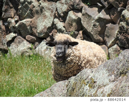 【ペルー】ラクチ遺跡：口を開けている羊（サン・ペドロ村） 88642014