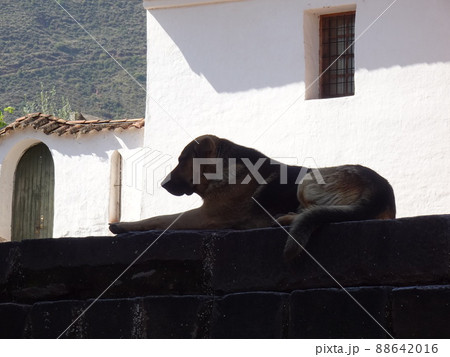 【ペルー】サン・ペドロ教会前の階段でくつろぐ野良犬のシルエット(アンダウアイリリャス) 【ペルー】サン・ペドロ教会前の階段でくつろぐ野良犬のシルエット(アンダウアイリリャス) 88642016