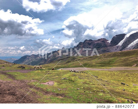 【ペルー】草を食べているアルパカたち（ビニクンカ山（レインボーマウンテン）） 88642077