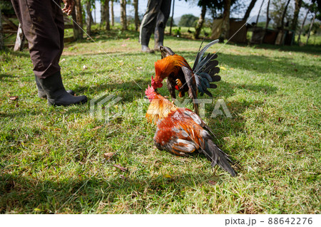 Cock-fights. Traditional gambling in the Dominican Republic. 88642276