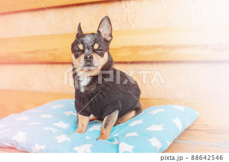 Pedigree dog portrait. Chihuahua dog on a cheese pillow on a bench. Pedigree dog portrait. Chihuahua dog on a cheese pillow on a bench. 88642546