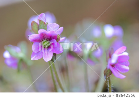 ミスミソウ ミスミソウ 88642556