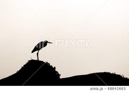 egret silhouette in cortez sea baja california mexico 88642663