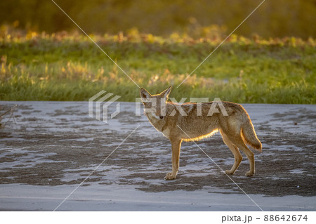 coyote in baja california sur beach at sunset coyote in baja california sur beach at sunset 88642674