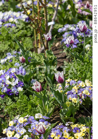 春の中之条ガーデンズ 88642951