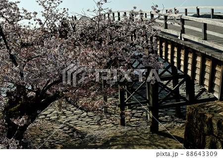 岩国市錦帯橋と桜 88643309