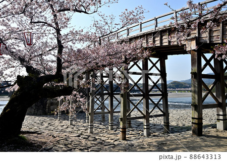岩国市錦帯橋と桜 88643313