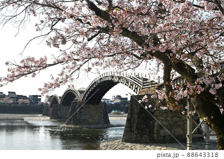 岩国市錦帯橋と桜 岩国市錦帯橋と桜 88643318