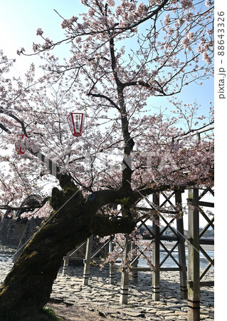 岩国市錦帯橋と桜 岩国市錦帯橋と桜 88643326