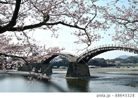 岩国市錦帯橋と桜 岩国市錦帯橋と桜 88643328
