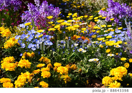 カラフルな赤レンガ倉庫の春花壇 88643398