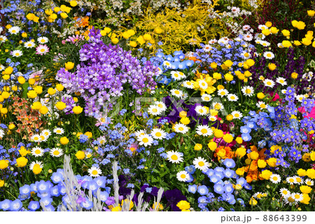 カラフルな赤レンガ倉庫の春花壇 88643399