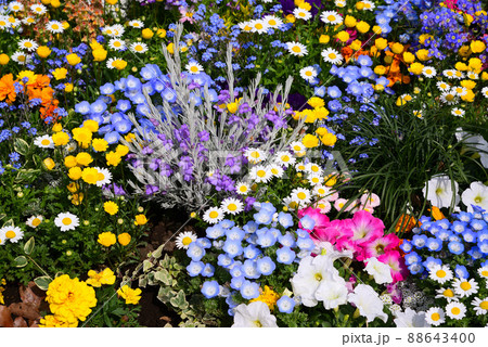カラフルな赤レンガ倉庫の春花壇 88643400