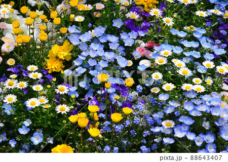 カラフルな赤レンガ倉庫の春花壇 カラフルな赤レンガ倉庫の春花壇 88643407