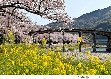 岩国市錦帯橋と桜 岩国市錦帯橋と桜 88643652