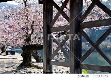 岩国市錦帯橋と桜 岩国市錦帯橋と桜 88643925