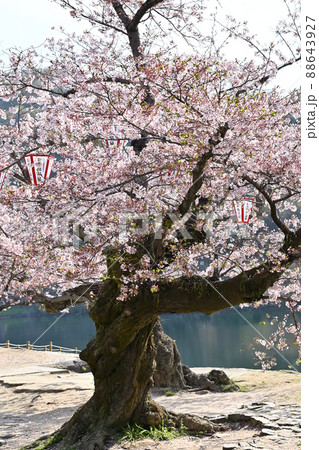 岩国市錦帯橋と桜 88643927