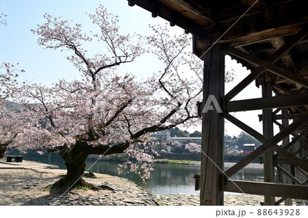 岩国市錦帯橋と桜 岩国市錦帯橋と桜 88643928
