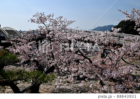 岩国市錦帯橋と桜 岩国市錦帯橋と桜 88643931