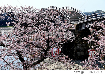 岩国市錦帯橋と桜 88643934