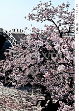 岩国市錦帯橋と桜 岩国市錦帯橋と桜 88643936