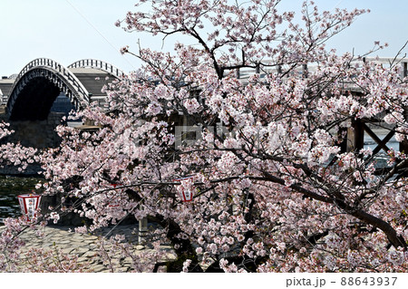 岩国市錦帯橋と桜 岩国市錦帯橋と桜 88643937