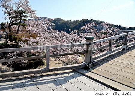岩国市錦帯橋と桜 88643939