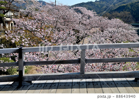 岩国市錦帯橋と桜 岩国市錦帯橋と桜 88643940