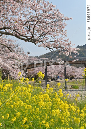 岩国市錦帯橋と桜 岩国市錦帯橋と桜 88643974