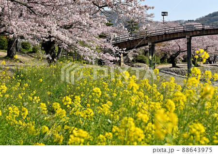 岩国市錦帯橋と桜 88643975