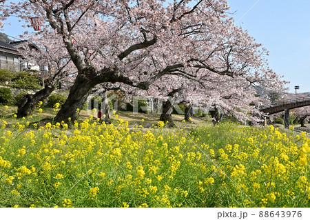 岩国市錦帯橋と桜 88643976