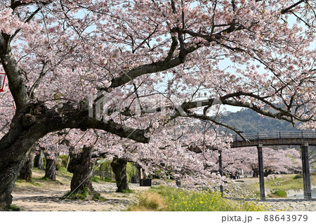 岩国市錦帯橋と桜 岩国市錦帯橋と桜 88643979