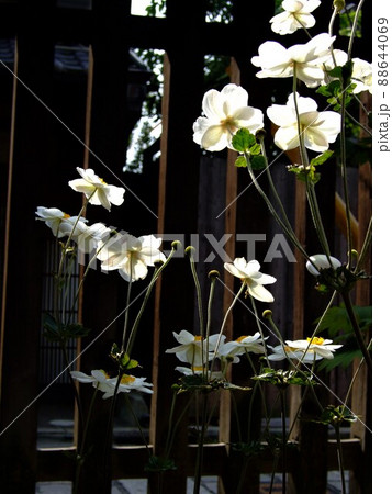 京都　八坂の塔の秋明菊 88644069