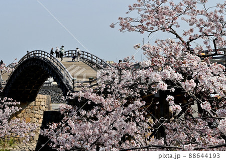 岩国市錦帯橋と桜 88644193