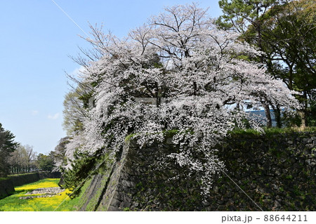 大津通から見た名古屋城の菜の花と桜 88644211