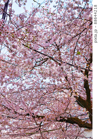 常盤平さくら通り(千葉県松戸市) 常盤平さくら通り(千葉県松戸市) 88644218