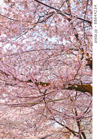 常盤平さくら通り(千葉県松戸市) 常盤平さくら通り(千葉県松戸市) 88644234