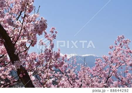 高遠城址公園からの中央アルプス　長野 88644292