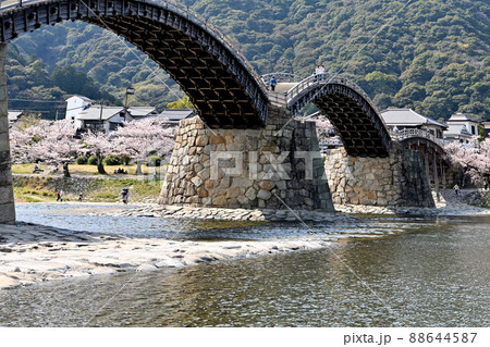 岩国市錦帯橋と桜 岩国市錦帯橋と桜 88644587