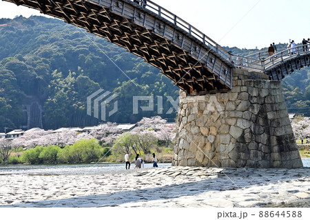 岩国市錦帯橋と桜 88644588