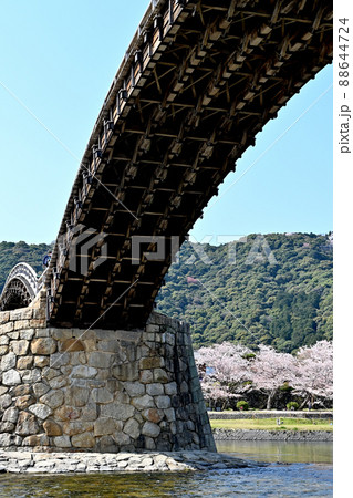 岩国市錦帯橋と桜 岩国市錦帯橋と桜 88644724