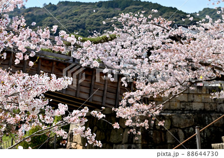 岩国市錦帯橋と桜 岩国市錦帯橋と桜 88644730