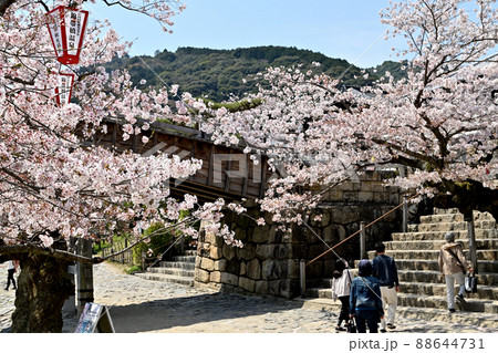 岩国市錦帯橋と桜 岩国市錦帯橋と桜 88644731