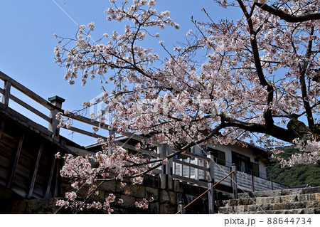 岩国市錦帯橋と桜 88644734