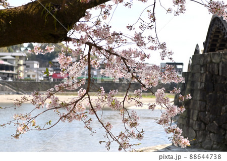 岩国市錦帯橋と桜 88644738